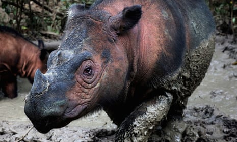 Sixth mass extinction of wildlife accelerating, scientists warn |  Endangered species | The Guardian