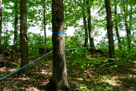 Climate change has meant earlier, longer seasons for maple tapping.