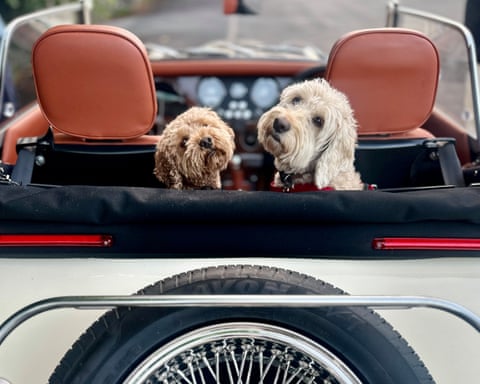 Buxton, UK ‘Coco and Bagel looking forward to accompanying our 16-year-old nephew to his prom.’