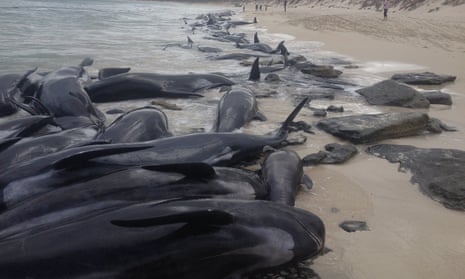 The stranded whales