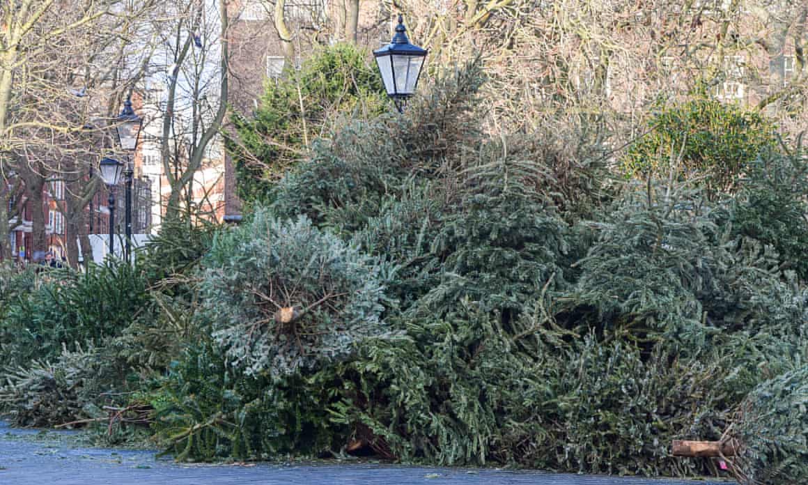 Discarded Christmas trees awaiting collection