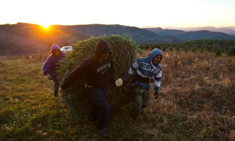 Workers drag a Christmas tree through a field at a farm in North Carolina. Workers in the Christmas tree fields say they intend to push on in their fight for equality.