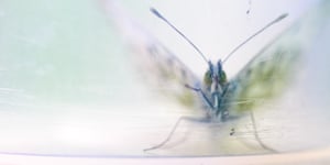 The art of ecology student winner: Sanne Govaert. A butterfly in a used transparent container.
