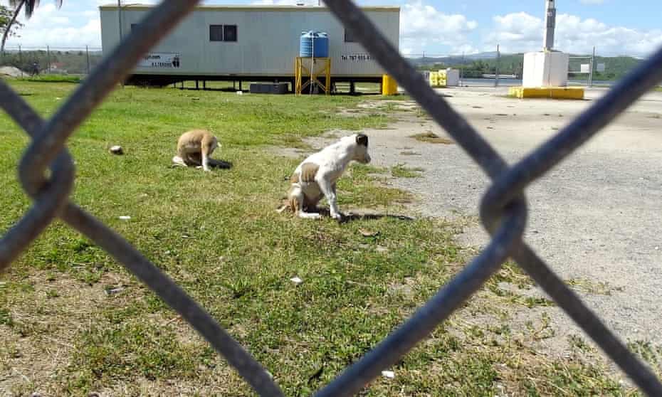 Abandoned dogs Puerto Rico
