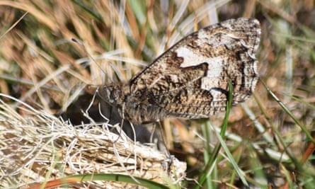 A grayling