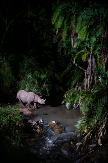 Rhino moves through a forested river crossing at night