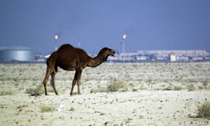 A camel in the desert of southern Iraq