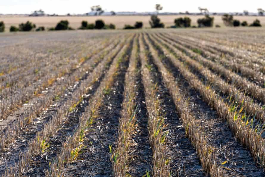 Rows of crops on the property of Simon Wallwork and Cindy Stevens