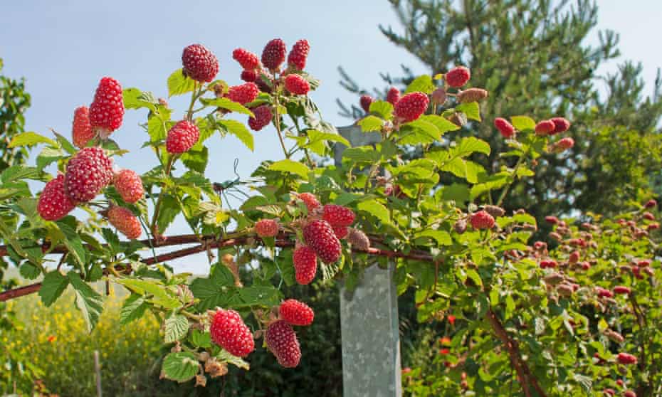 Tayberries are named after the River Tay in Scotland