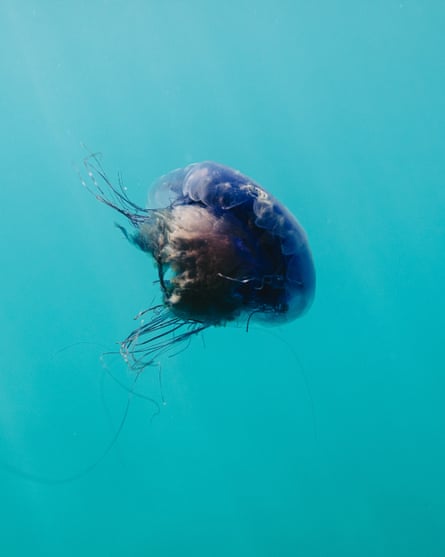 A jellyfish floats through blue-green water
