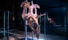 Dinosaur with ‘blade-like nasal horns’ dug up in Montana may be new species