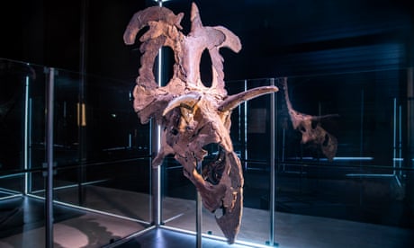 dinosaur skull in glass case