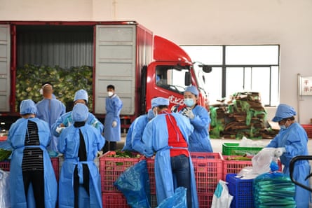 Workers wearing personal protective equipment (PPE) package vegetables at a vegetable planting base during the phased lockdown triggered by the COVID-19 outbreak on May 3, 2022 in Shanghai, China.