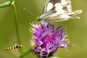 A marbled white butterfly searching out the nectar on a thistle in Dunstable, England