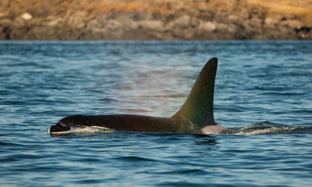 An orca surfaces off San Juan Island, Washington.