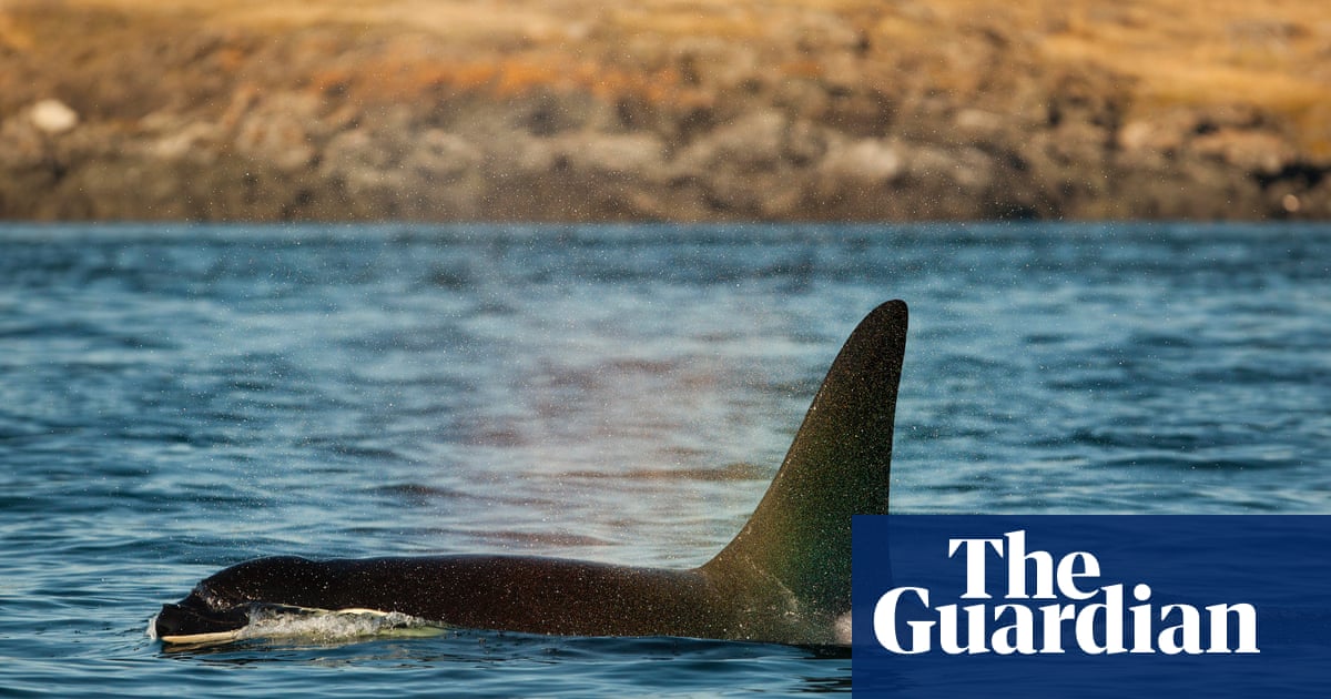 A Pod Of Orcas Is Starving To Death A Tribe Has A Radical Plan To Feed Them Environment The Guardian