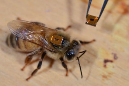 A honeybee worker has a radio-frequency identification tag attached to its back