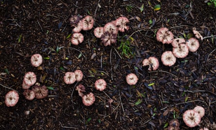Pale pinky-brown mushrooms dotted over the wet ground which is covered in leaf litter