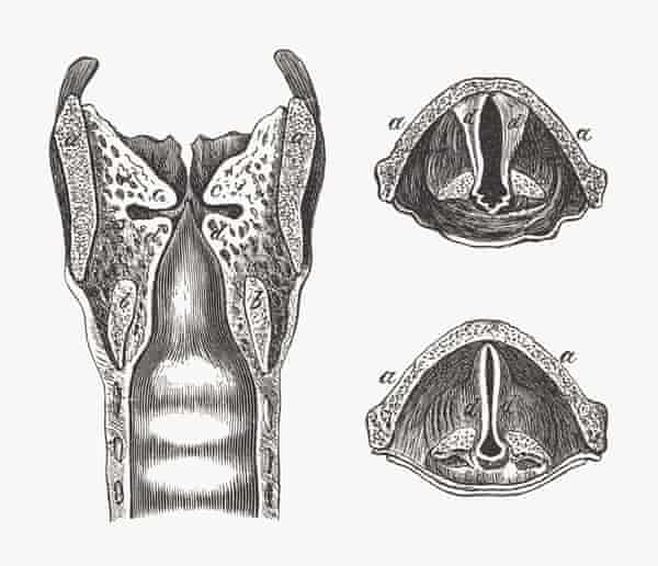 Anatomy of the larynx, published in 1893.