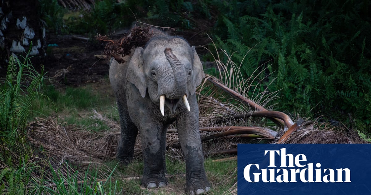 Wildlife Corridors To Save Borneo Elephants In Pictures Environment The Guardian