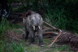 A Borneo elephant