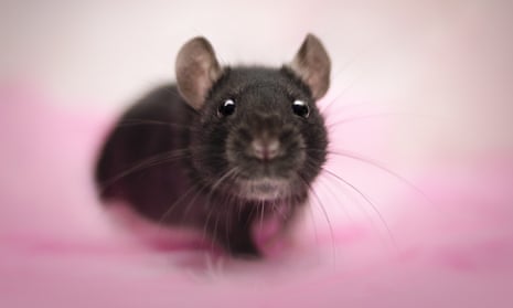 why do rats do rat king｜TikTok Search