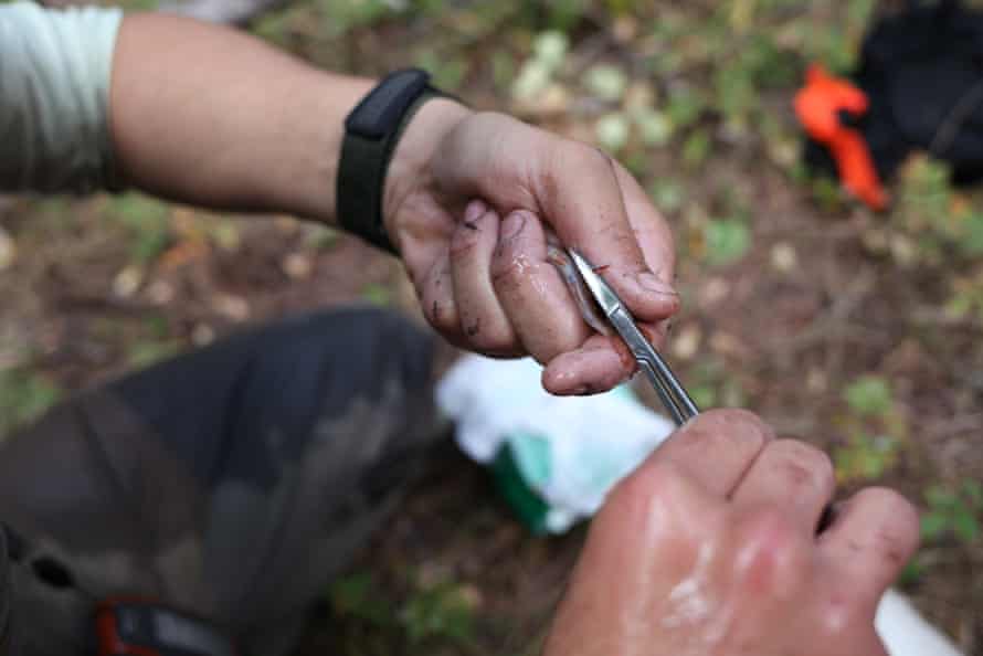Researcher Michael Miller snips off a small piece of fin from a young brook trout caught in Vermejo Park Ranch. Genetic testing of the tissue will confirm whether or not the young fish is the offspring of Trojan trout introduced to the stream in previous years.