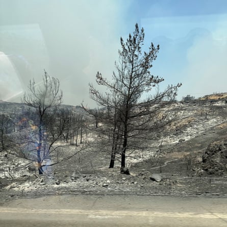 Charred trees stand in burned ground.