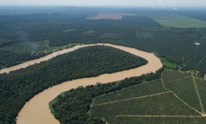 The steepest percentage losses occurred in areas where the forest has been cut down to make way for palm oil and acacia plantations.