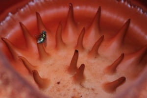Flor Rafflesia Arnoldii