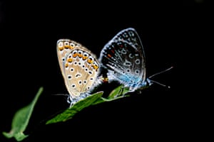 Borboletas acasalam em uma folha no distrito de Cankaya, Ancara