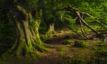 Ancient beech covered in moss and illuminated by sunlight in a dark forest