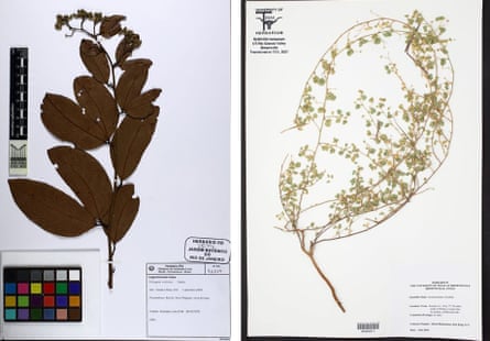 Composite image of two plants with scientific notes next to them