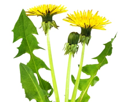 Dandelion, Taraxacum officinale.