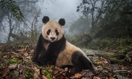 Ye Ye, a 16-year-old giant panda, in Wolong nature reserve in Sichuan Province, China.