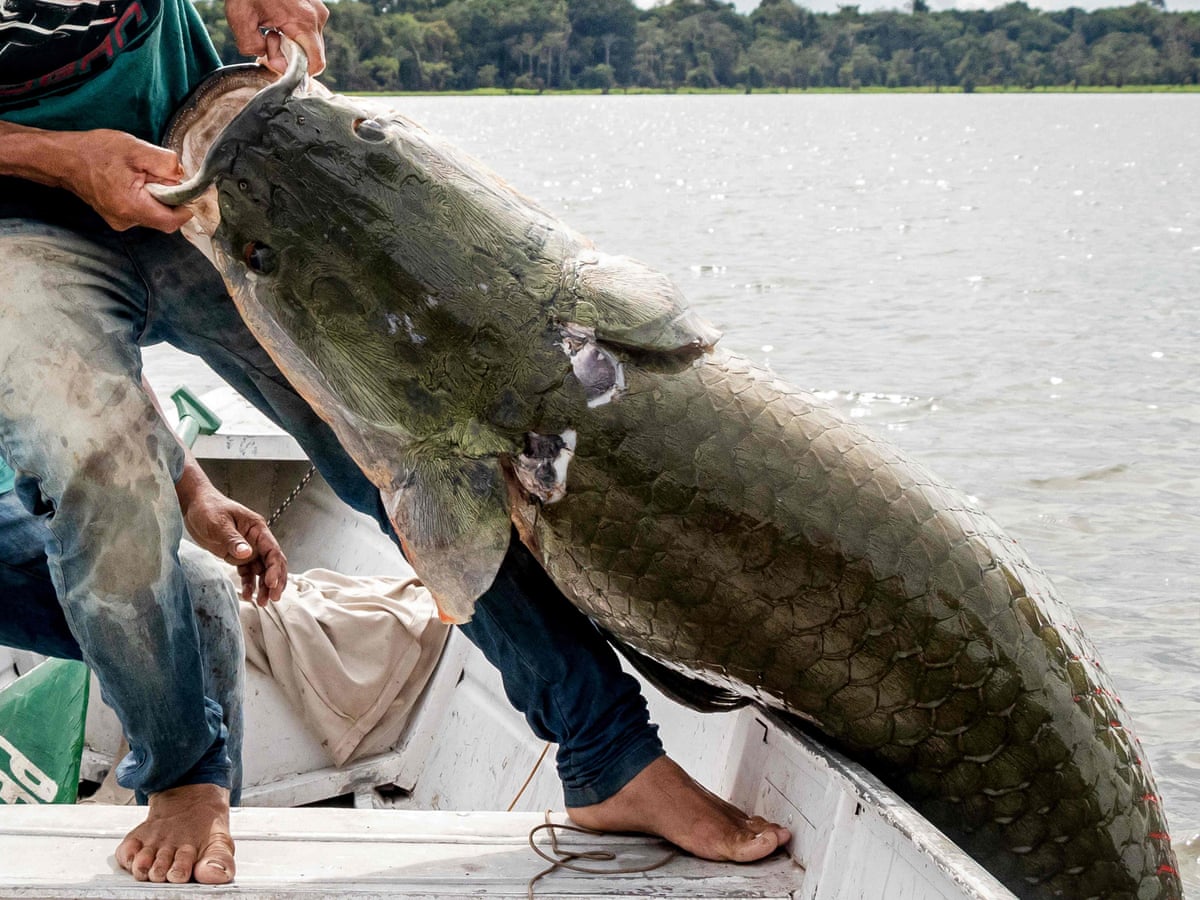 You're looking to die': the Brazil river where illegal fishing threatens lives | Brazil