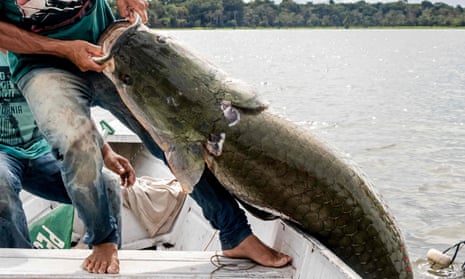 fisherman pulling a huge fish out of the water