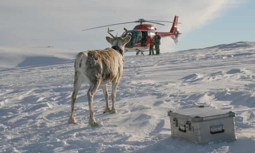 Reindeer helicopter