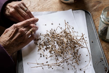 Seeds collected at Ventnor Botanic Garden, to be sold in the garden’s shop.