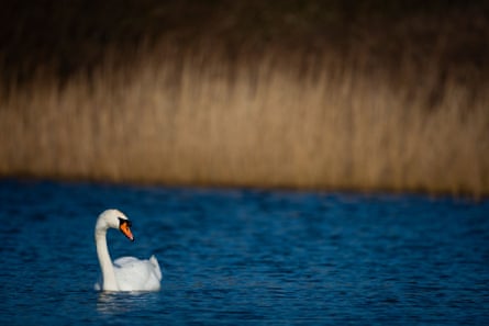 Mute swans are native to northern and central Eurasia and were brought to the United States by private breeders.