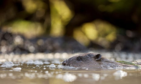 A beaver in  Enfield, London, earlier this year. 