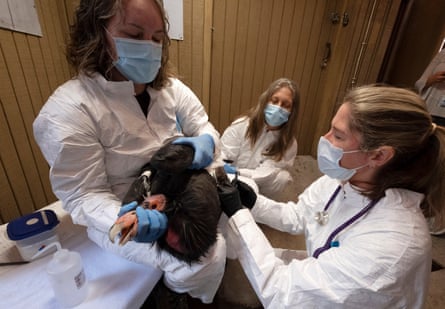 Two women in white protective clothing and masks hold a condor between them. A third women in white protective clothing and a mask sits behind them