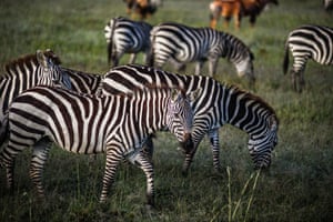 Zebra feed as they migrate from the Serengeti National Park to the Maasai Mara, which is a natural habitat for dozens of species of wildlife, in Rift Valley Province, Kenya. Millions of animals stay in Kenya for a while and then return to the Serengeti plains in Tanzania when drought strikes. This migration, which has been repeated for hundreds of years, takes place every year