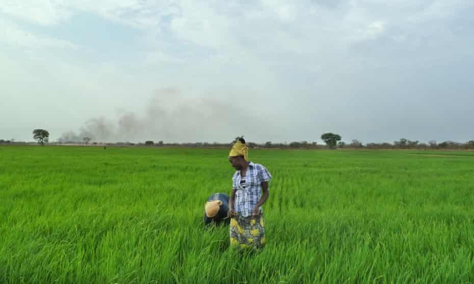 Employees of Saudi Star rice farm work in a paddy in Gambella. The Ethiopian government has built massive road, rail, agribusiness and hydropower schemes without pausing to conduct the necessary social and environmental impact assessments