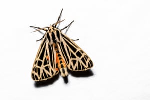 A Virgin Tiger Moth