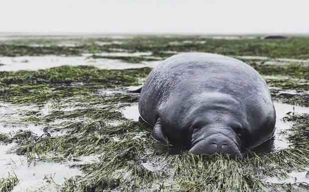 A stranded manatee in Manatee County, Florida, after Hurricane Irma.