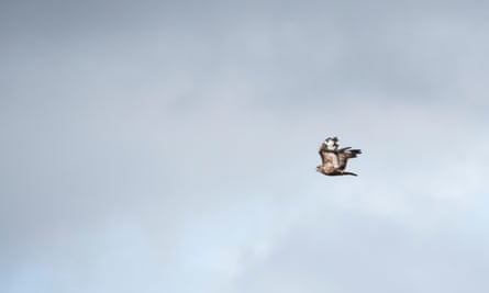 Young flying Common Buzzard (Buteo buteo)