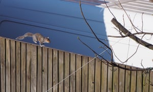 A skittish squirrel in Hounslow.