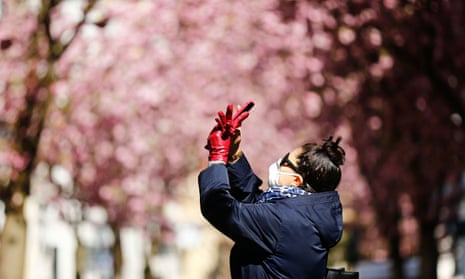 A woman takes a picture at the Cherry Blossom Area in Bonn, Germany, during coronavirus lockdown.