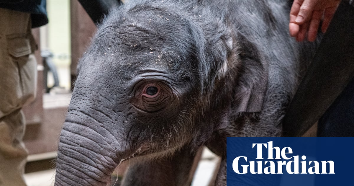 Asian elephant born at Washington DC zoo for first time in 25 years
